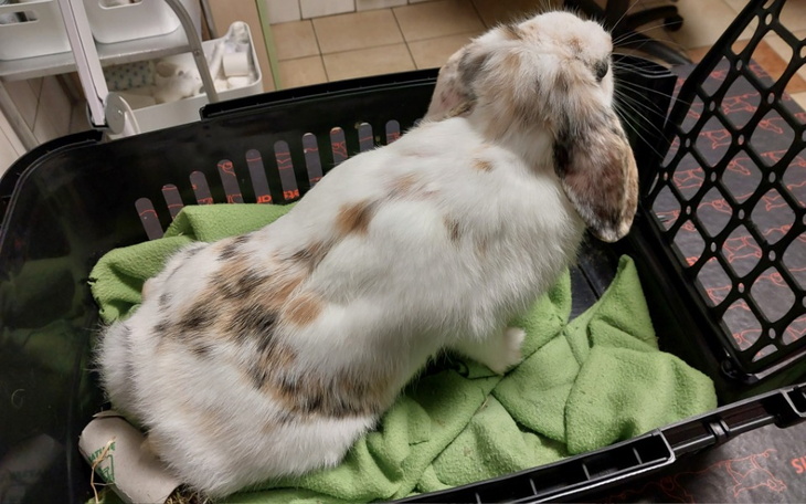 Królik siedzący w transporterze na zielonym ręczniku.