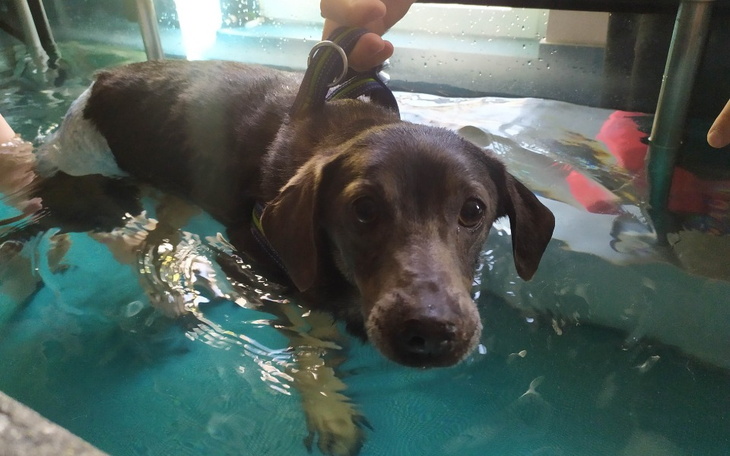 Zbiórka Rehabilitacja i leczenie Maxa - zdjęcie główne