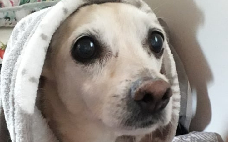 Zbiórka Psia seniorka prosi o pomoc - zdjęcie główne