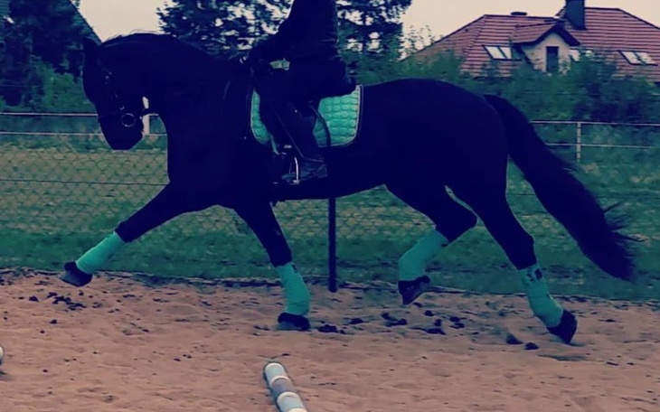 Zbiórka Uratuj ze mną konia - zdjęcie główne