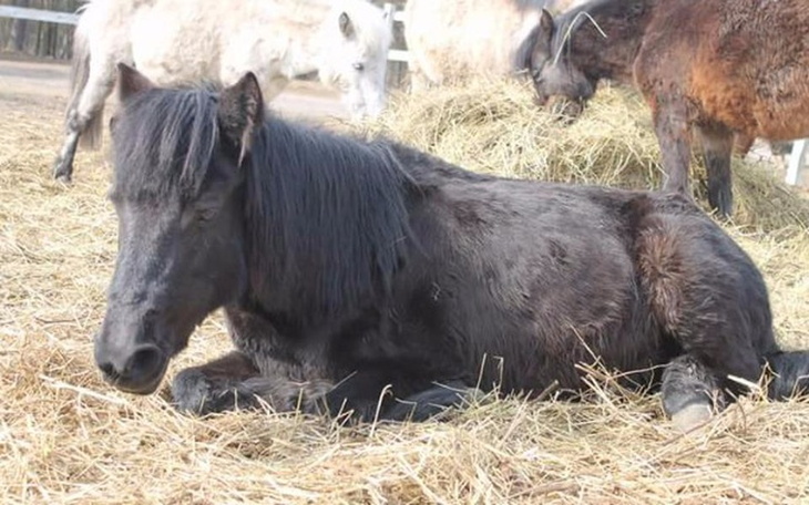 Zbiórka Princess walczy o kazdy oddech - zdjęcie główne