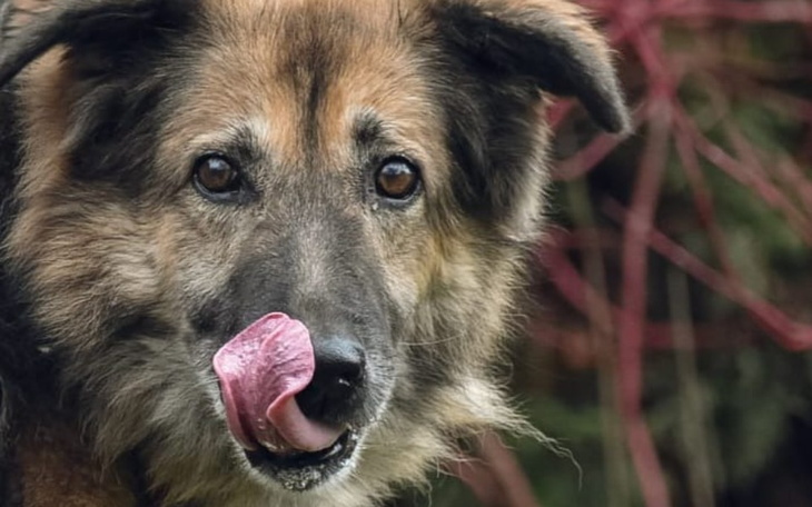 Pies z wystawionym językiem, wygląda na szczęśliwego.
