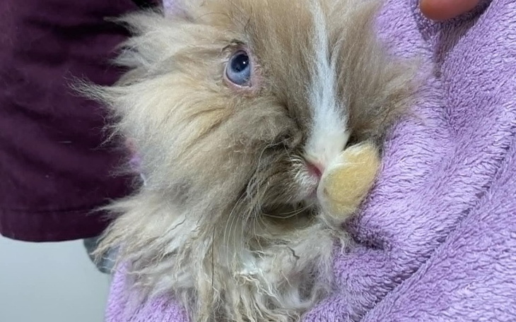 Zbiórka Leczenie Królika Chorego na EC - zdjęcie główne