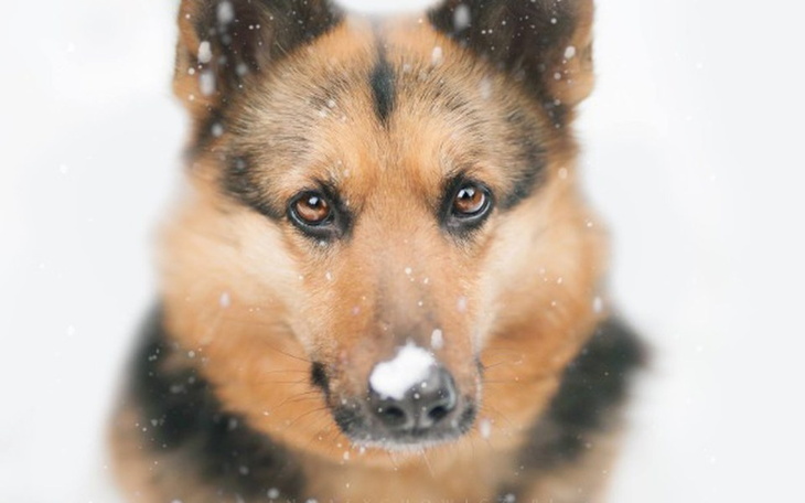 Pies z brązowym futrem patrzy w obiektyw na tle śniegu.