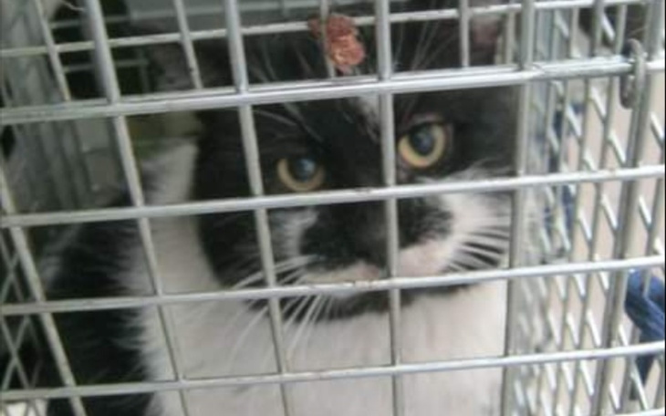 Zbiórka Karma dla kotów wolnozyjacych - zdjęcie główne