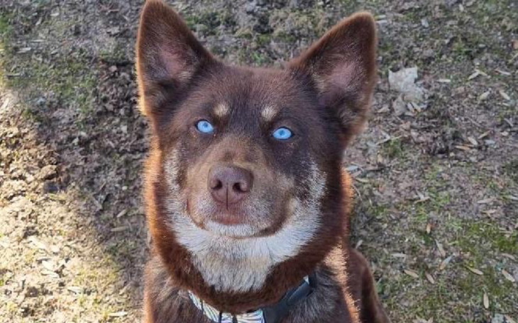 Pies z niebieskimi oczami, siedzący na ziemi.