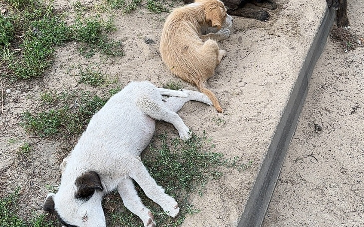 Zbiórka Ratujemy szczenięta z granicy - zdjęcie główne