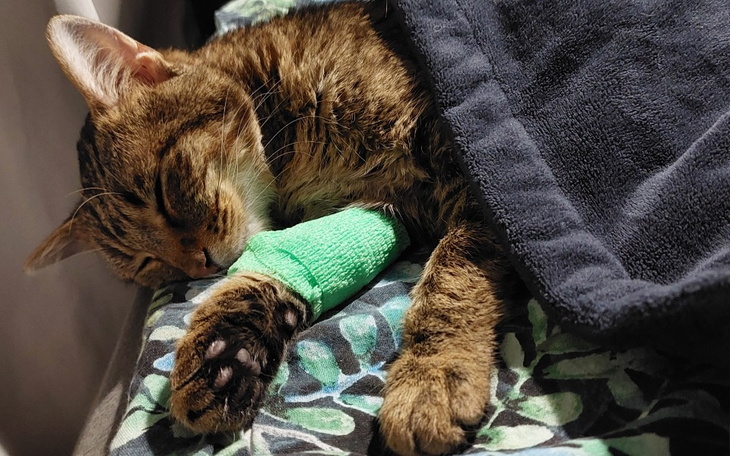 Śpiący kot z opatrunkiem na łapie.