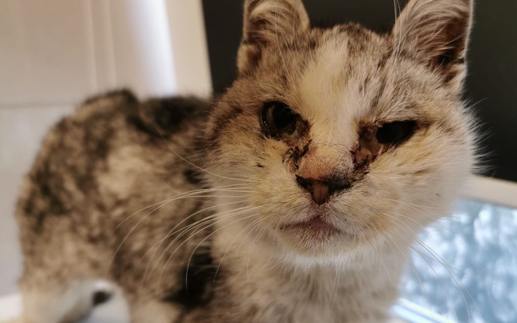 Zbiórka Grace i jej wola życia - zdjęcie główne