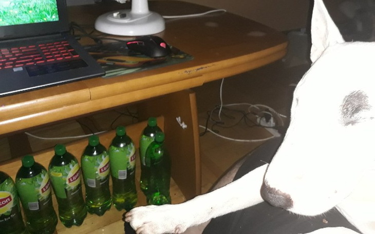 Zbiórka Dla chorego Bulterierka - zdjęcie główne