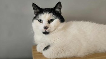 Zbiórka Świąteczna zbiórka karmy - miniaturka zdjęcia