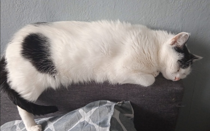 Zbiórka Szczepienia dla kotka - zdjęcie główne