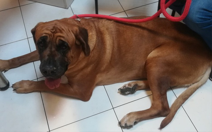 Zbiórka Pomóżmy Guci znowu biegać.... - zdjęcie główne