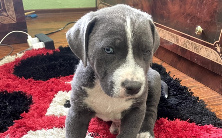 Zbiórka operacja dla tessy - zdjęcie główne