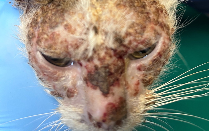 Zbliżenie na kota z problemami skórnymi.