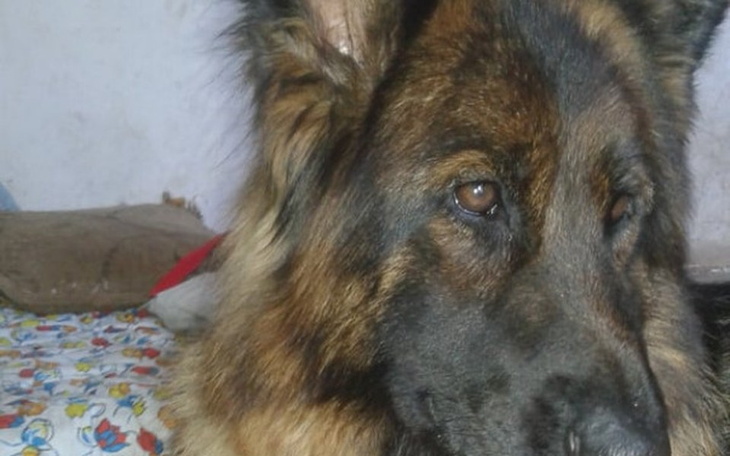 Zbiórka Pomóżcie nam uratować Nelkę. - zdjęcie główne