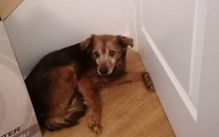 Zbiórka Na karmę dla Feela - zdjęcie główne