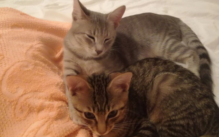 Zbiórka Sprowadzenie 2kotów z Czarnogóry - zdjęcie główne