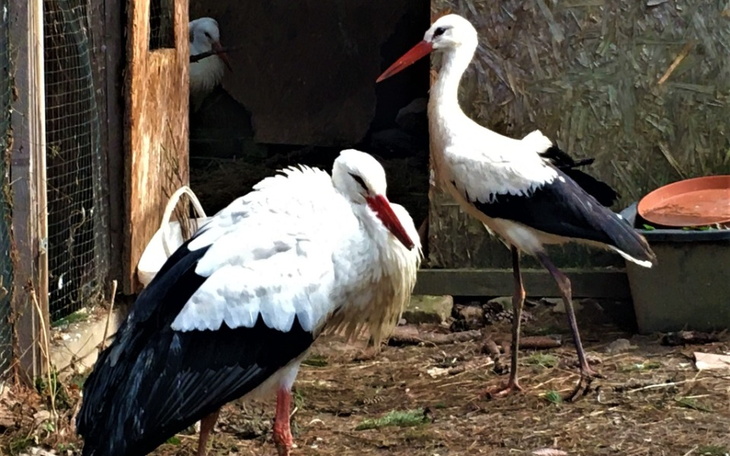 Zbiórka Ciepły dom dla bocianów - zdjęcie główne