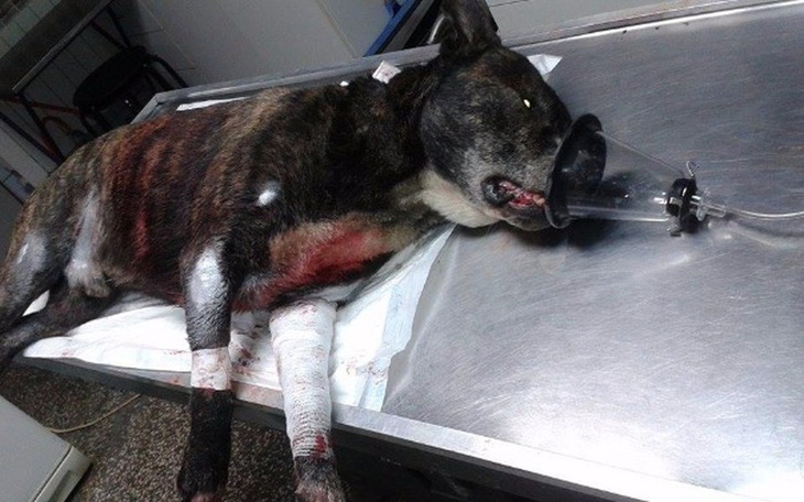 Zbiórka Operacja ratująca życie! Pomocy! - zdjęcie główne