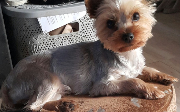 Zbiórka Proszę o pomoc leki - zdjęcie główne