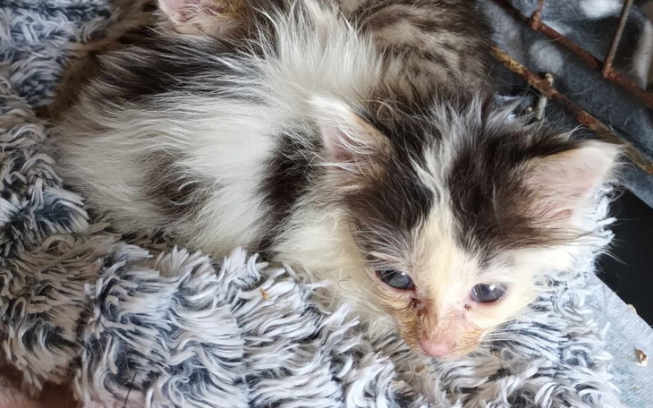 Zbiórka Wychudzone kociaki SOS - zdjęcie główne