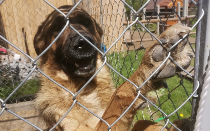 Zbiórka Skrzywdzony Vito prosi o pomoc - zdjęcie główne