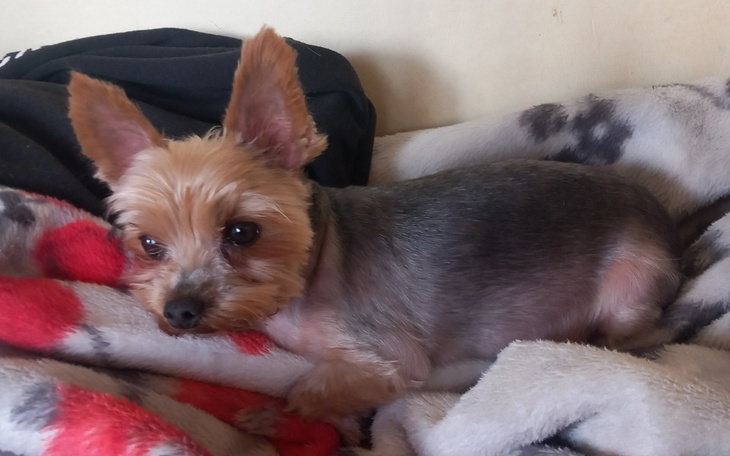 Mały piesek rasy yorkshire leżący na kocu, z dużymi uszami.