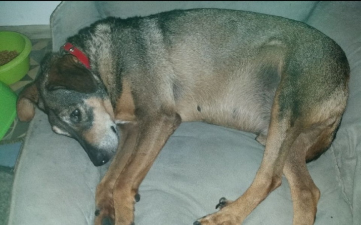 Zbiórka Wyrzucony na ulice..ratujmy Fido - zdjęcie główne