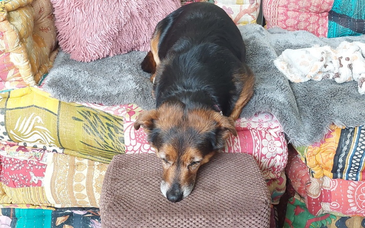 Pies śpiący na kanapie, z głową na poduszce.