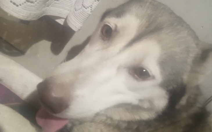 Zbiórka Moja Sunia bella - zdjęcie główne