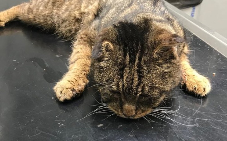 Zbiórka Pomoc dla Imbira - zdjęcie główne