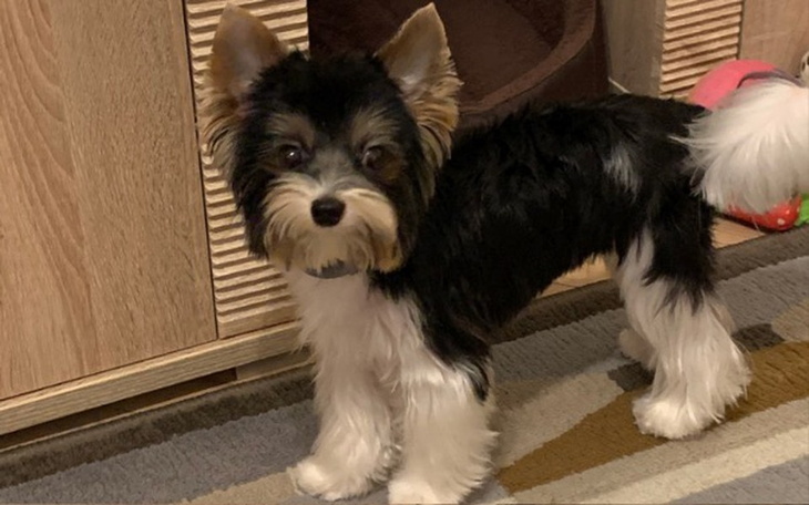 Zbiórka Pomóż Deniko stanąć na łapki - zdjęcie główne