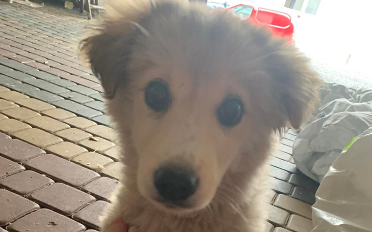 Zbiórka Bai - porzucony pod zakładem - zdjęcie główne