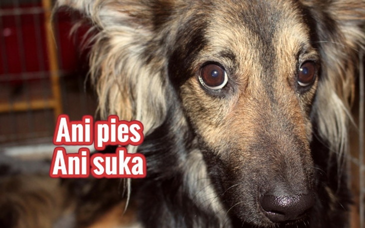 Zbiórka Maryś. Ani pies, ani suka. - zdjęcie główne