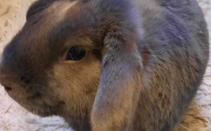 Zbiórka Ratowanie króliczka Bubiego - zdjęcie główne