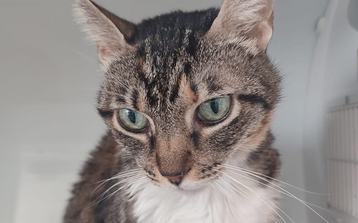 Kot z wyrazistymi zielonymi oczami, patrzący w obiektyw.