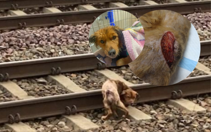 Zbiórka Sunia z torów-pomóż jej przeżyć - zdjęcie główne