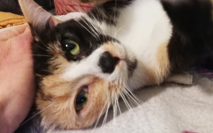 Zbiórka Zbiórka cegiełka by przetrwać 2 - zdjęcie główne