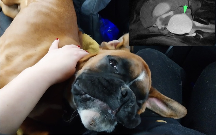 Pies leży na kolanach, a obok zdjęcie z badania medycznego.