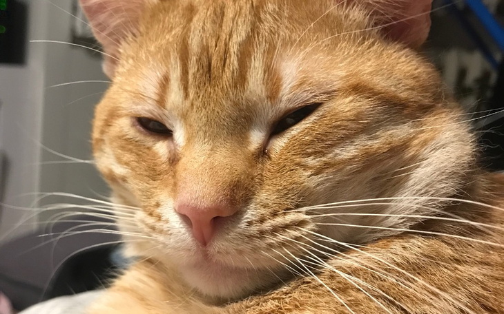 Zbiórka Dyzio potrzebował operacji - zdjęcie główne