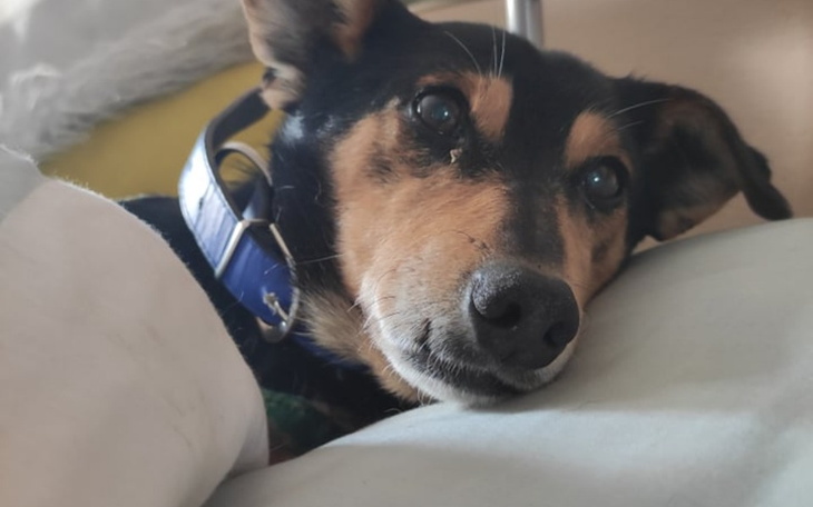 Zbiórka Jogi potrzebuje operacji - zdjęcie główne