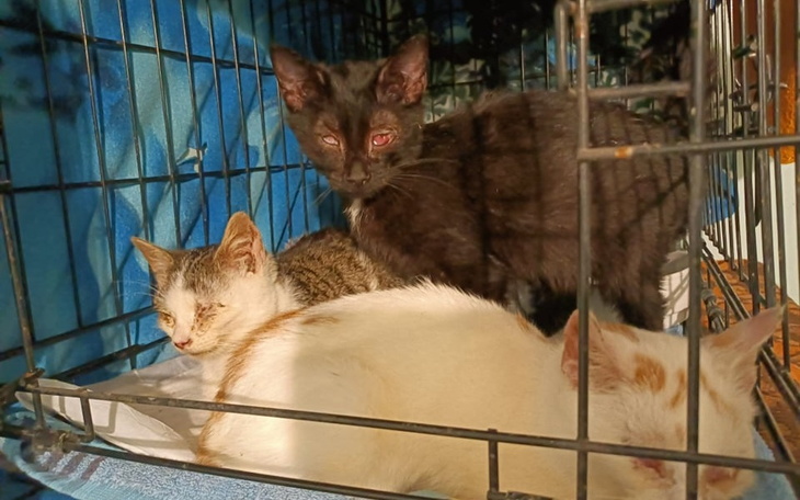 Zbiórka Maluchy ze schroniska - zdjęcie główne