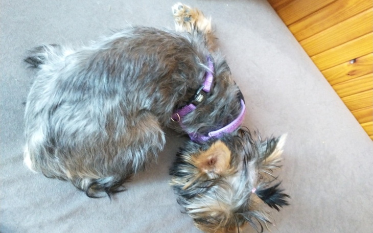 Zbiórka Mia uratujemy cię - zdjęcie główne