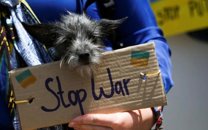 Zbiórka Przewoz pieskow z Ukrainy - zdjęcie główne