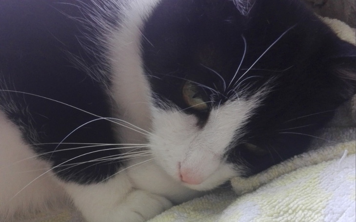 Zbiórka Alika bardzo cierpi - zdjęcie główne