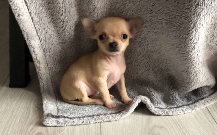 Zbiórka Leczenie pieska Lili. - zdjęcie główne