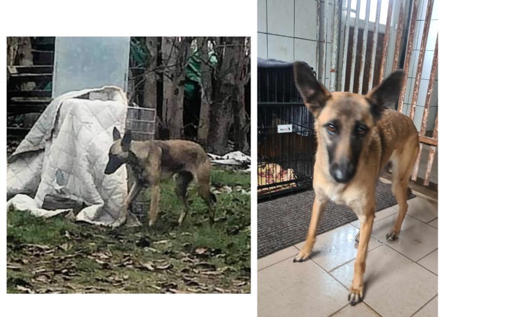 Zbiórka Malinka-pomóż nam ją ocalić. - zdjęcie główne