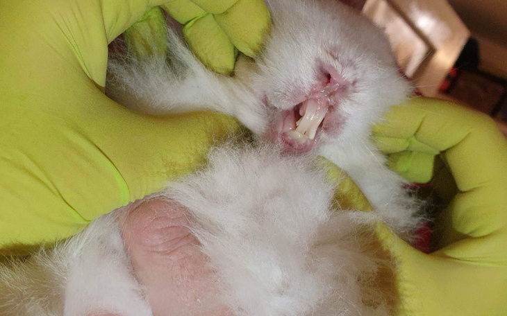 Zbiórka Na ratunek chorym królikom - zdjęcie główne