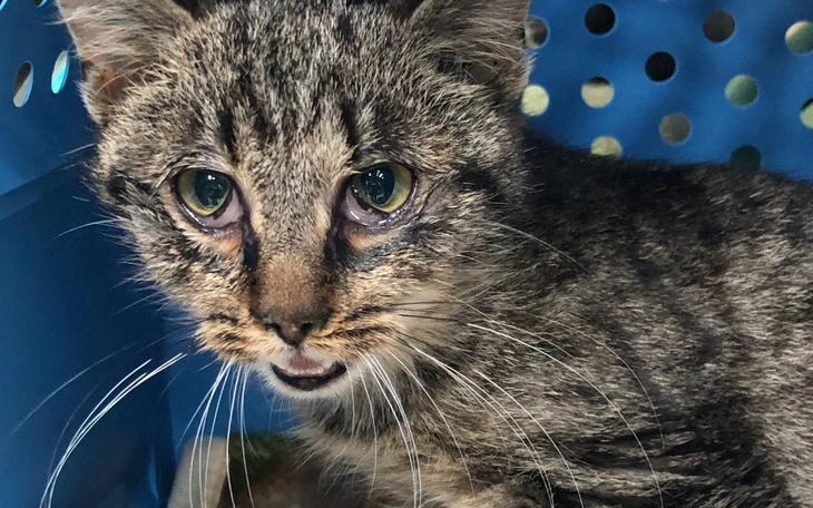 Chory kot w transporterze, z wyraźnymi objawami.